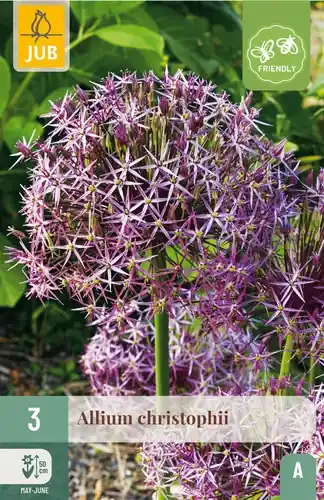 Favoriet van klanten - Allium christophii - 3 bloembollen