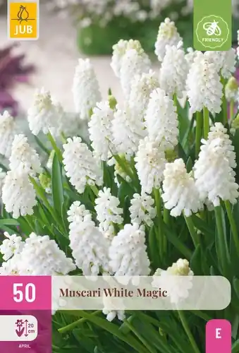 Lage prijs | Muscari White Magic - 50 bloembollen