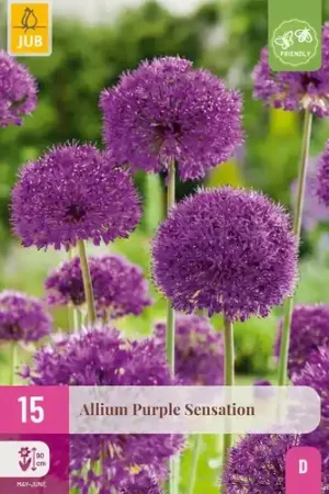 Allium Purple Sensation - 15 bloembollen | Nieuw in de shop