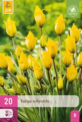 Vanaf nu beschikbaar | Tulpenbollen Sylvestris - 20 stuks
