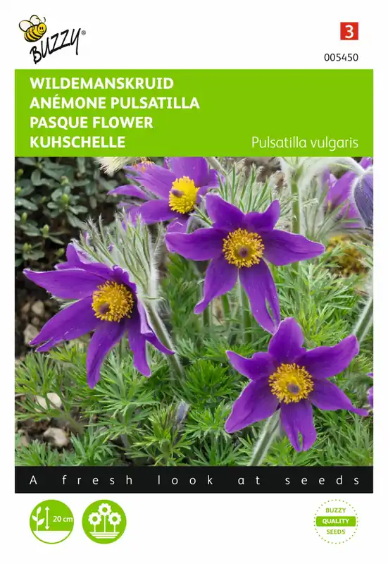 Buzzy® zaden - Pulsatilla, Wildemanskruid | Veel gekozen
