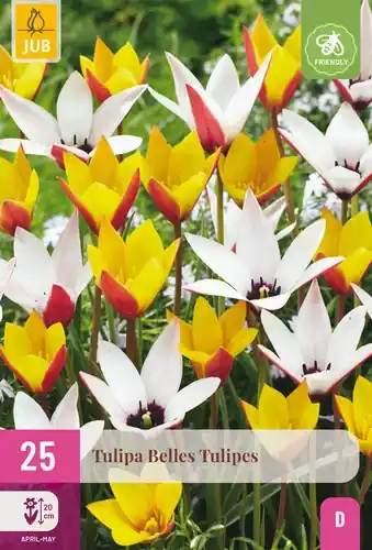 Tulpenbollen Belles Tulipes - 25 stuks - Koopje