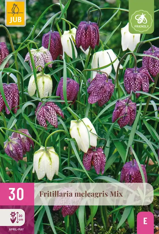 Flitsaanbieding | Fritillaria Meleagris Mix - 30 bloembollen