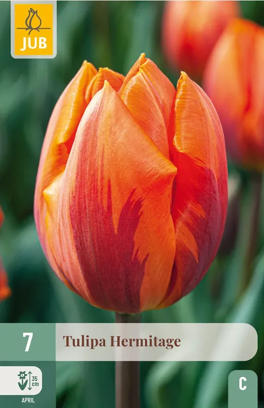 Online kopen - Tulpenbollen Hermitage - 7 stuks