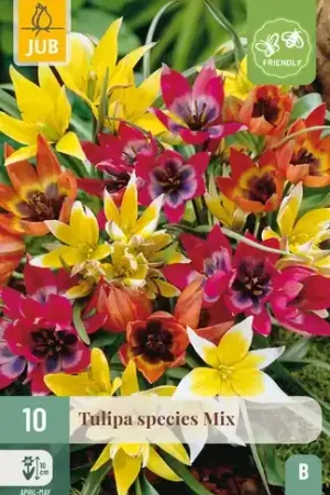 Alleen vandaag - Tulpenbollen Species Mix - 10 stuks