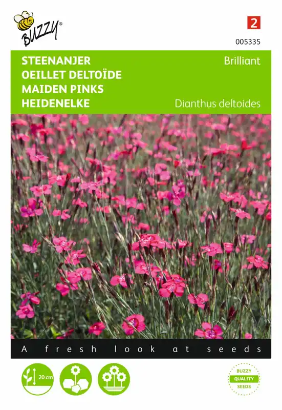 Buzzy® zaden - Dianthus, Steenanjer Brilliant - Professionele kwaliteit