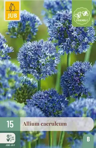 Nog enkele stuks | Allium caeruleum - 15 bloembollen
