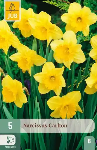 Sale | Narcissus Carlton - 5 bloembollen