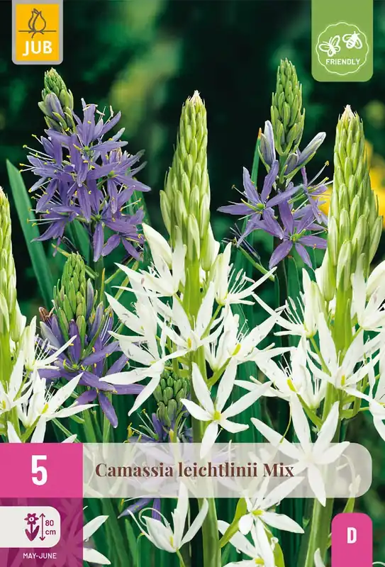 Net binnen - Camassia Leichtlinii Mix - 5 bloembollen