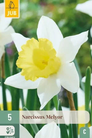 Actie - Narcissus Melyor - 5 bloembollen