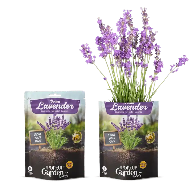 Favoriet van klanten | Pop-up Garden Lavendel