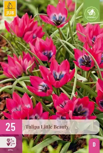 Tulpenbollen Little Beauty - 25 stuks - Goed beoordeeld