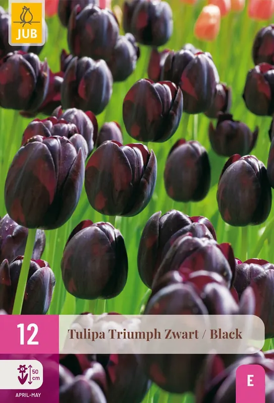 Favoriet van klanten | Tulpenbollen Zwart - 12 stuks