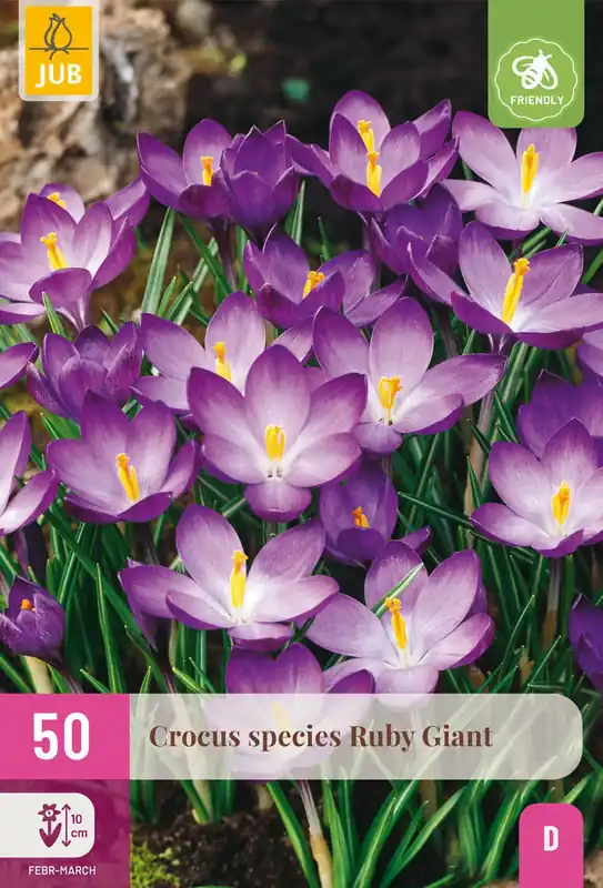 Crocus Species Ruby Giant - 50 bloembollen | Alleen vandaag