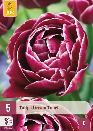 Laatste kans - Tulpenbollen Dream Touch - 5 stuks