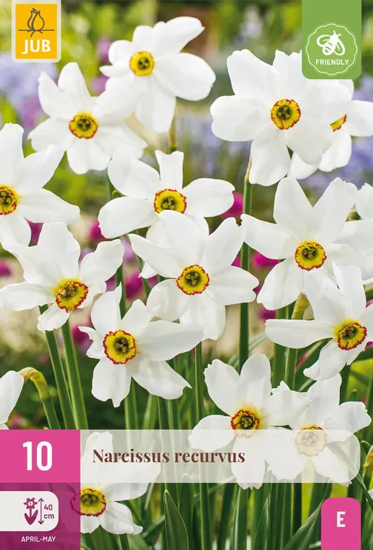 Extra korting - Narcissus Recurvus - 10 bloembollen