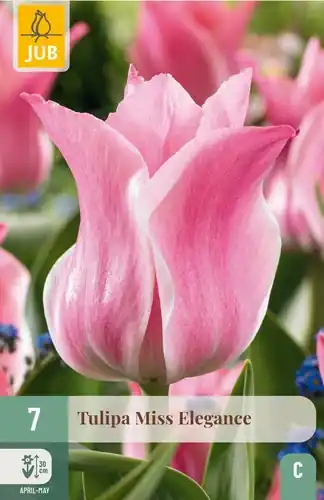 Sale - Tulpenbollen Miss Elegance - 7 stuks