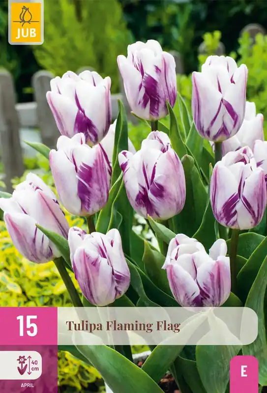 Laatste kans - Tulpenbollen Flaming Flag - 15 stuks