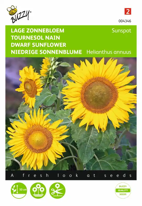 Voorraad bijna op - Buzzy® zaden - Helianthus, lage zonnebloem Sunspot geel
