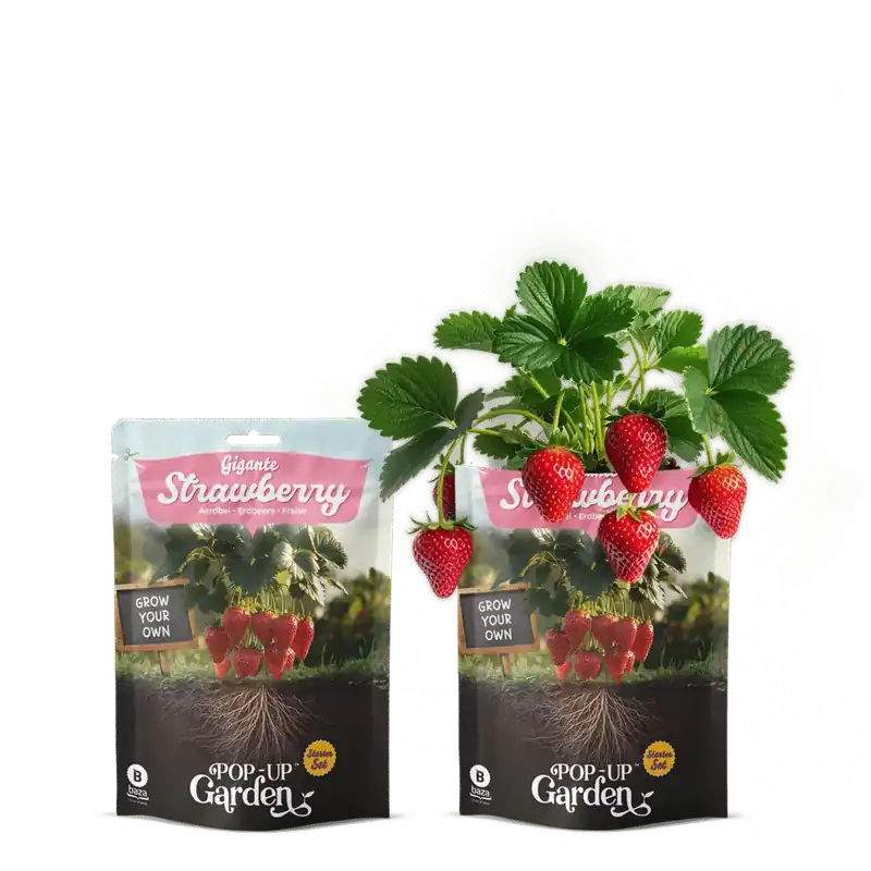 Profiteer nu - Pop-up Garden Reuzenaardbei