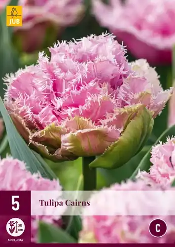 Op = op - Tulpenbollen Cairns - 5 stuks