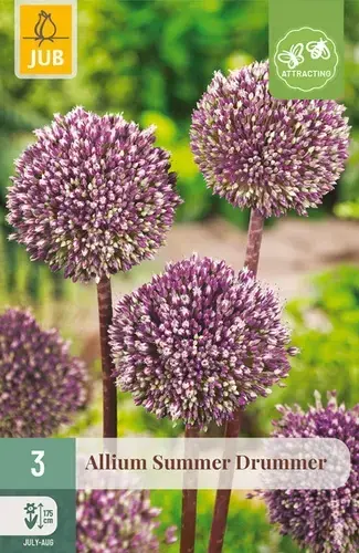 Rechtstreeks van de fabrikant | Allium Summer Drummer - 3 bloembollen