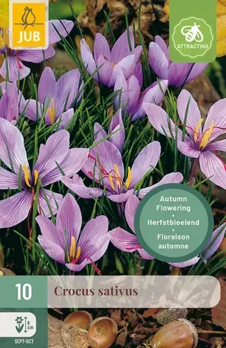 Crocus Sativus - 10 bloembollen | Nog enkele stuks