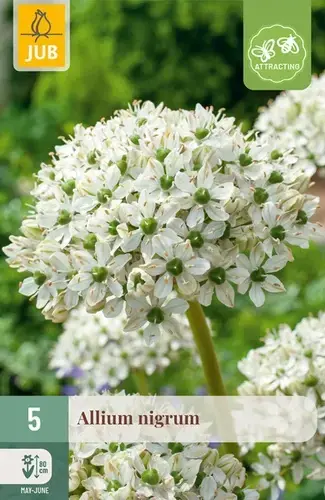Verlaagde prijs - Allium Nigrum - 5 bloembollen