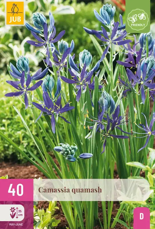 Camassia Quamash - 40 bloembollen | Nieuwe release