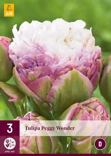 Tulpenbollen Peggy Wonder - 3 stuks - Zolang de voorraad strekt