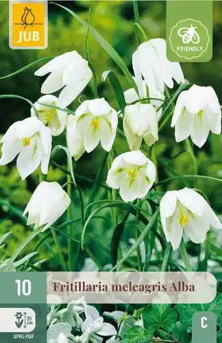 Nieuw binnen | Fritillaria Meleagris Alba - 10 bloembollen