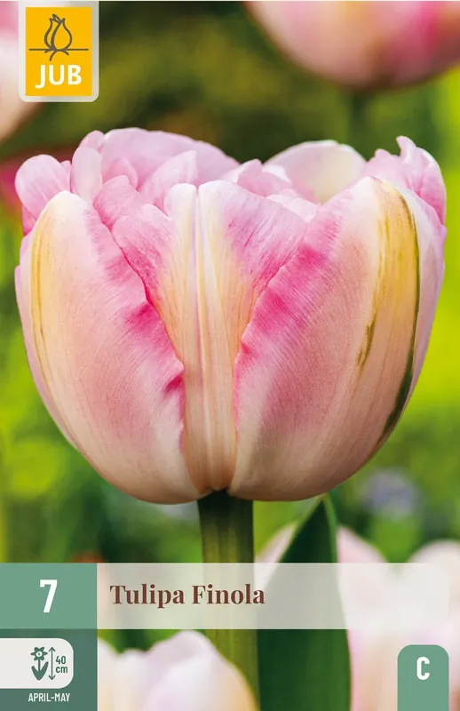 Tulpenbollen Finola - 7 stuks - Topproduct