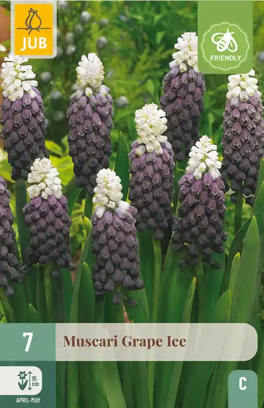 Nieuw binnen - Muscari Grape Ice - 7 bloembollen