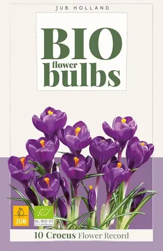 Biologische krokusbollen ‘Flower Record‘- 10 stuks - Net gelanceerd