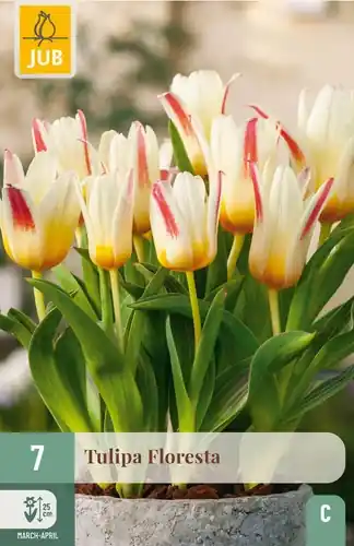 Nu beschikbaar | Tulpenbollen Floresta - 7 stuks