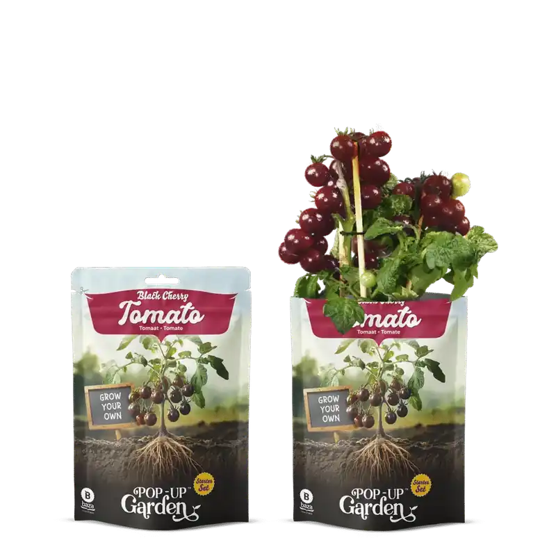 Pop-up Garden Donkere Cherrytomaat | Direct leverbaar