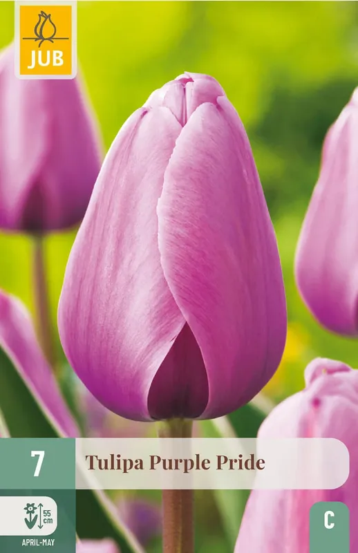 Tulpenbollen Purple Pride - 7 stuks | Superprijs