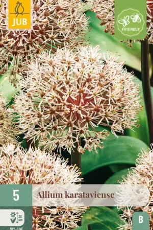 Allium Karataviense - 5 bloembollen - Gratis retourneren