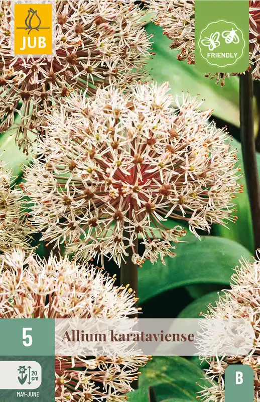 Allium Karataviense - 5 bloembollen - Gratis retourneren