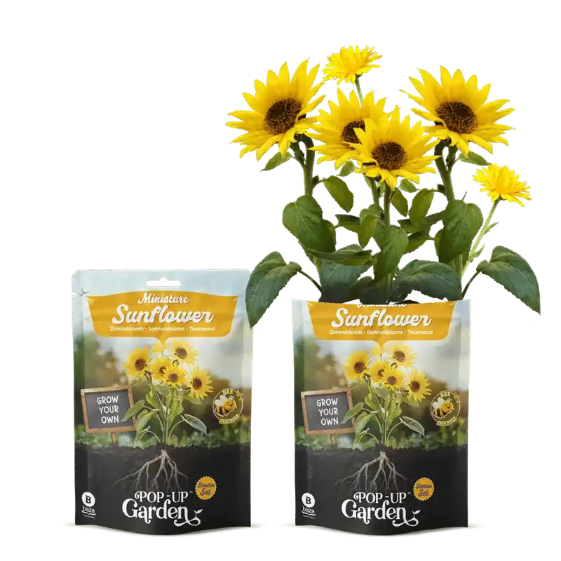 Lage prijs | Pop-up Garden Zonnebloem