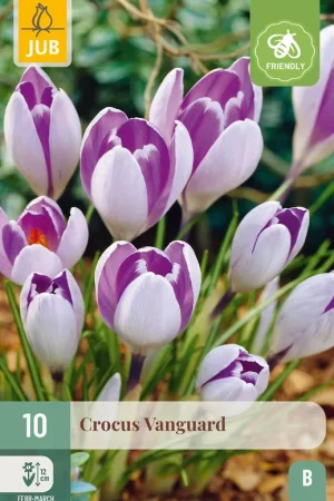Zeer goed beoordeeld | Crocus Vanguard - 10 bloembollen