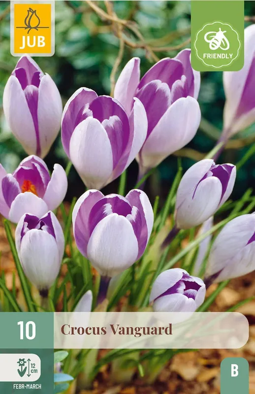 Zeer goed beoordeeld | Crocus Vanguard - 10 bloembollen