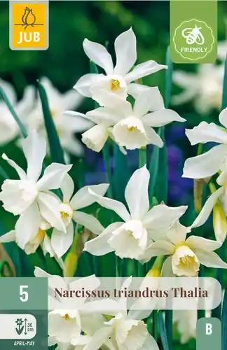 Narcissus Triandrus Thalia - 5 bloembollen - Alleen vandaag