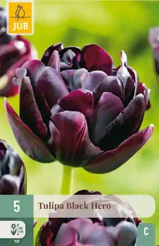 Tulpenbollen Black Hero - 5 stuks | Veel gekozen