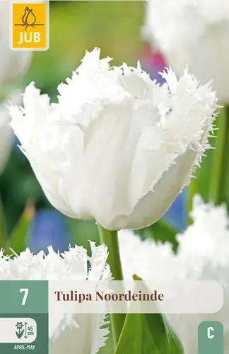 Superprijs - Tulpenbollen Noordeinde - 7 stuks