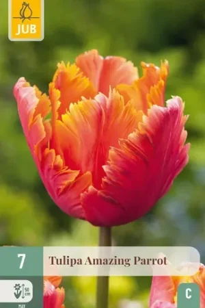 Alleen deze week | Tulpenbollen Amazing Parrot - 7 stuks