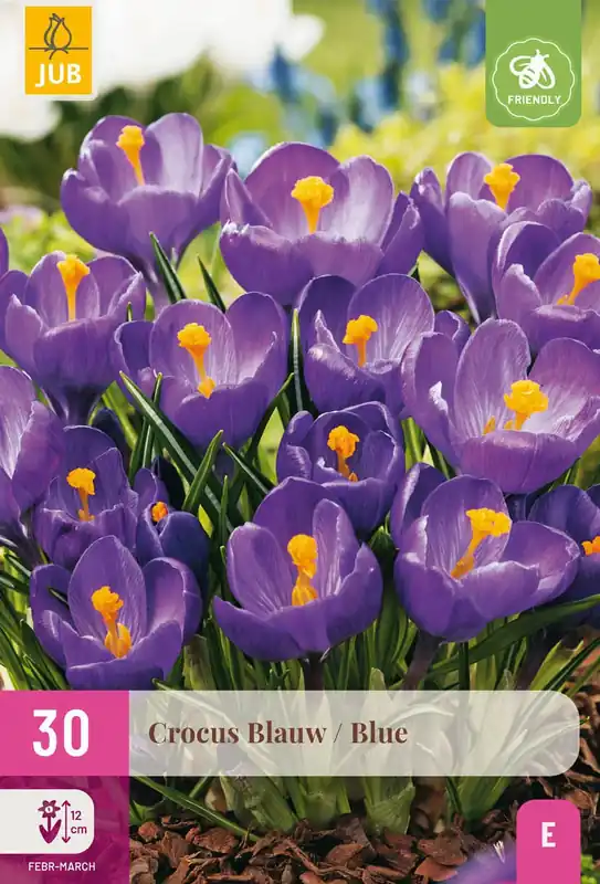 Veilig betalen - Crocus Blauw - 30 bloembollen