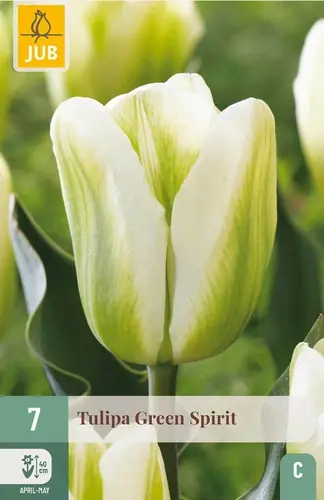 Tulpenbollen Green Spirit - 7 stuks - Direct beschikbaar