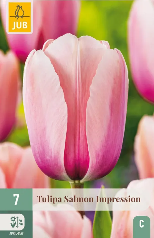 Tulpenbollen Salmon Impression - 7 stuks | Net toegevoegd