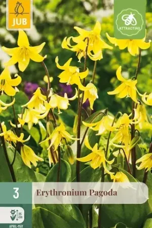 Actieprijs - Erythronium Pagoda - 3 bloembollen